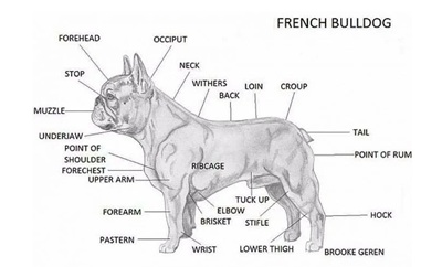 French Bulldog Standard
