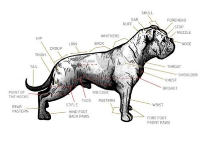 Olde English Bulldog