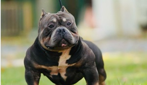 American Bully Pocket