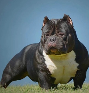 American Bully Standard