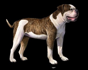 American Bulldog