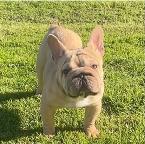 Big Rope French Bulldog