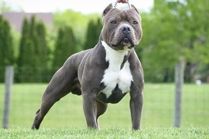 American Bully Classic