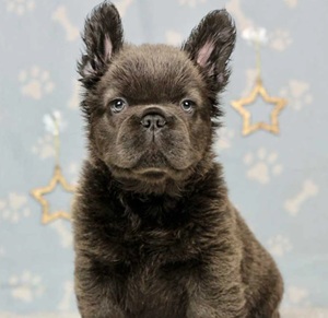 Fluffy French Bulldog