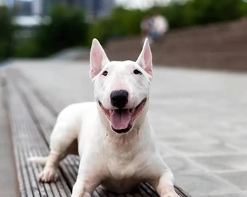 Bull Terrier