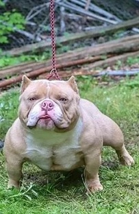 Standard Micro Bully