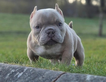 Nano Exotic Bully