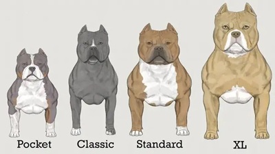 American Bully General Breed Standard