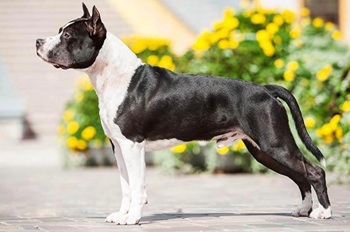 American Staffordshire Terrier